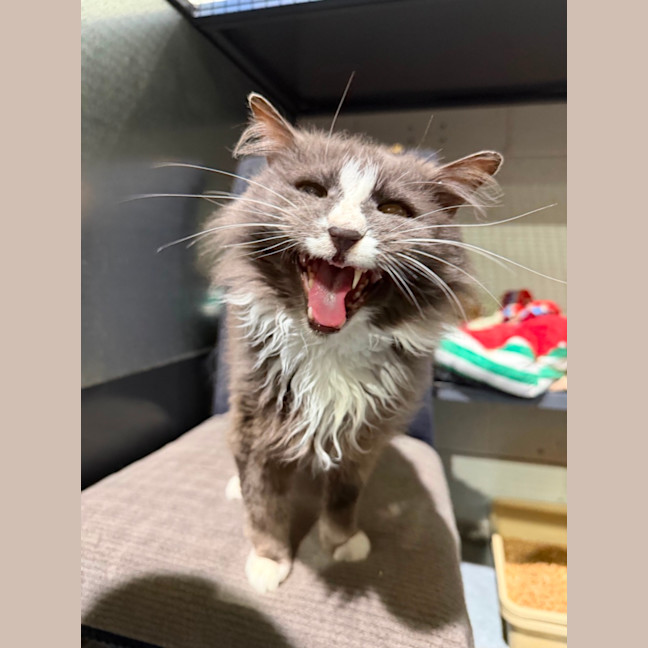 Photo of Smokey