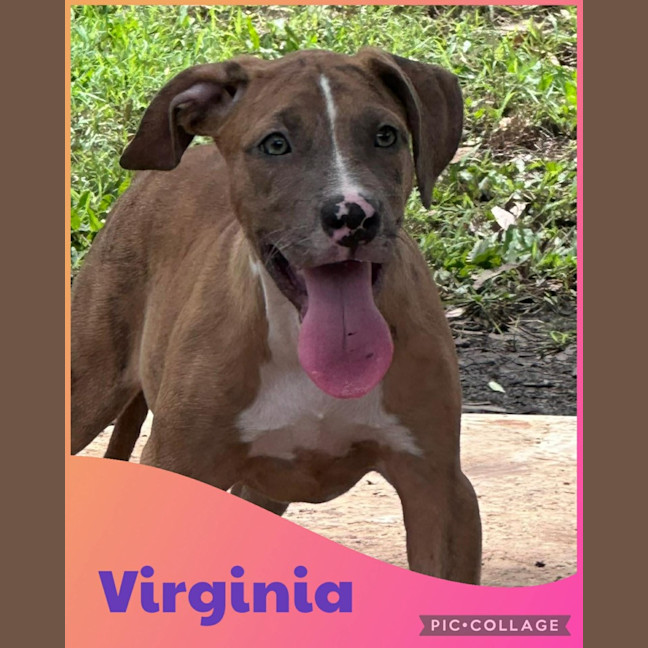 Photo of Virginia