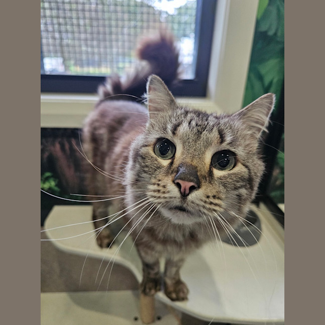Photo of Lionheart