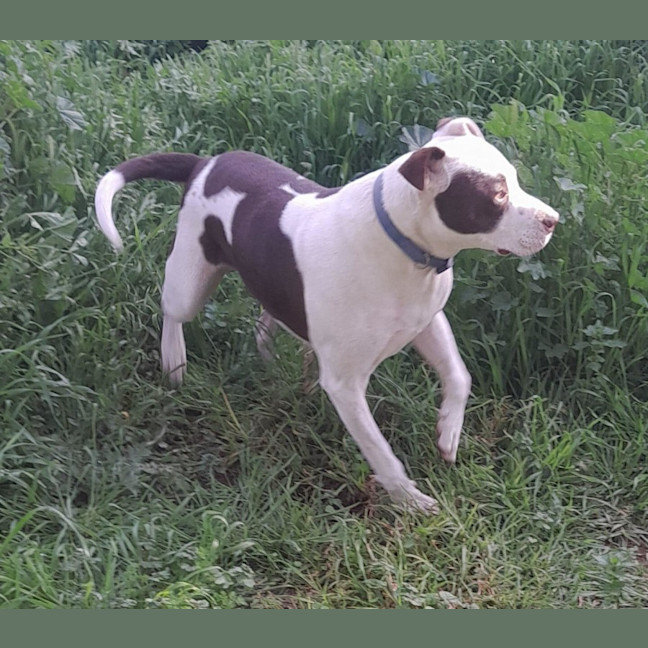 Photo of Milo