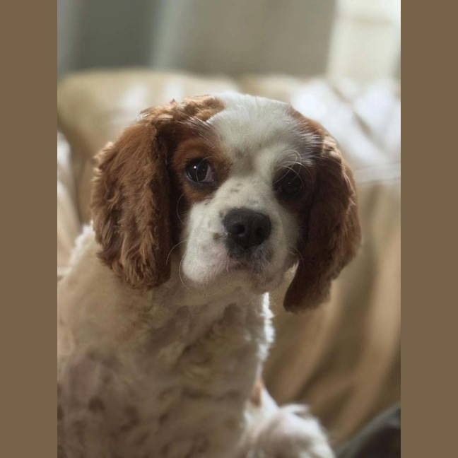 Photo of Teddy
