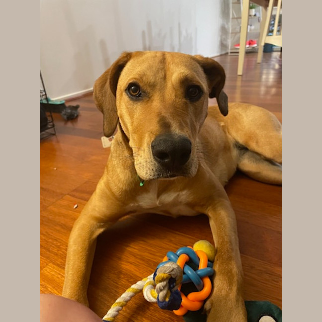 Photo of Nala
