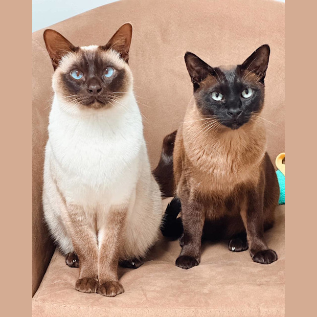 Photo of Loki (And Thomas)