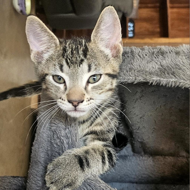 Photo of Optimus