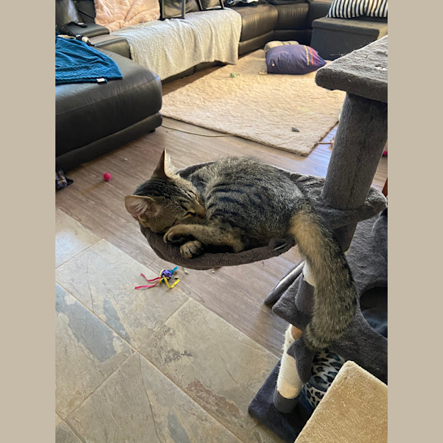 Photo of Archer