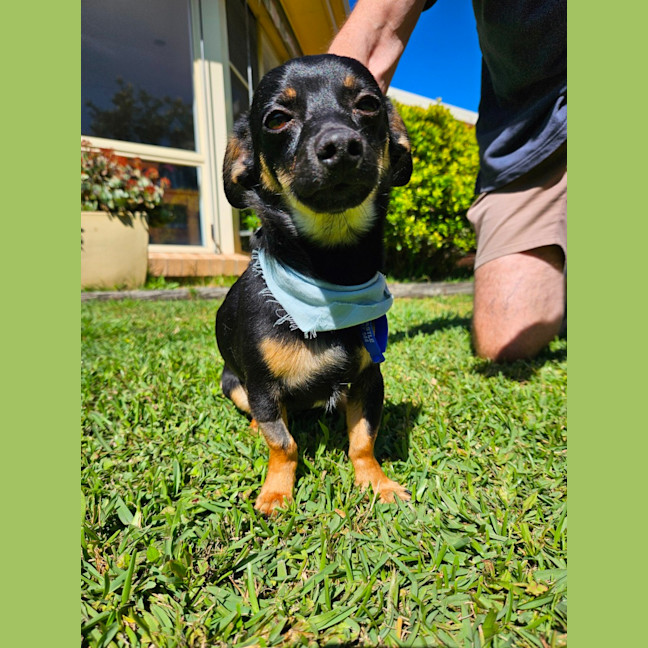 Photo of Alfie  9 Month Old Chihuahua X Dachshund 
