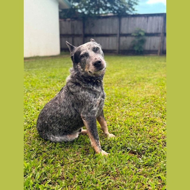 Photo of Bo 