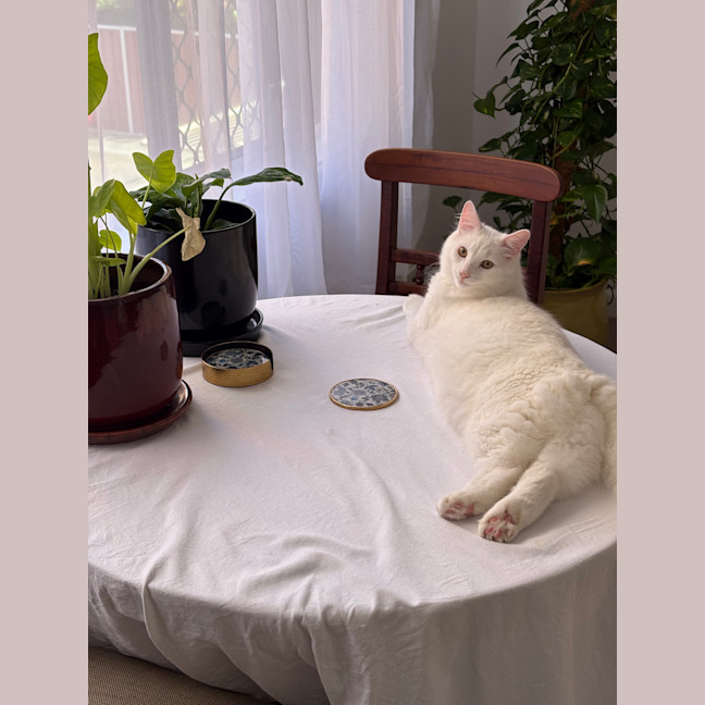 Photo of Bingus