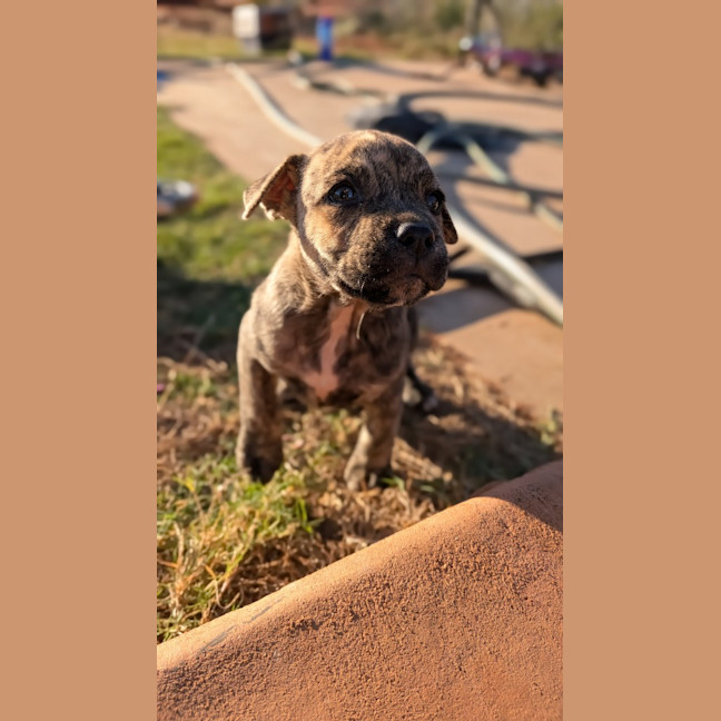 Photo of Dash
