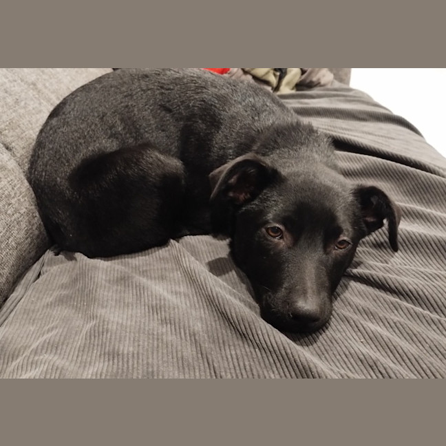 Photo of Nimona   4 Month Old Kelpie X (Trial)