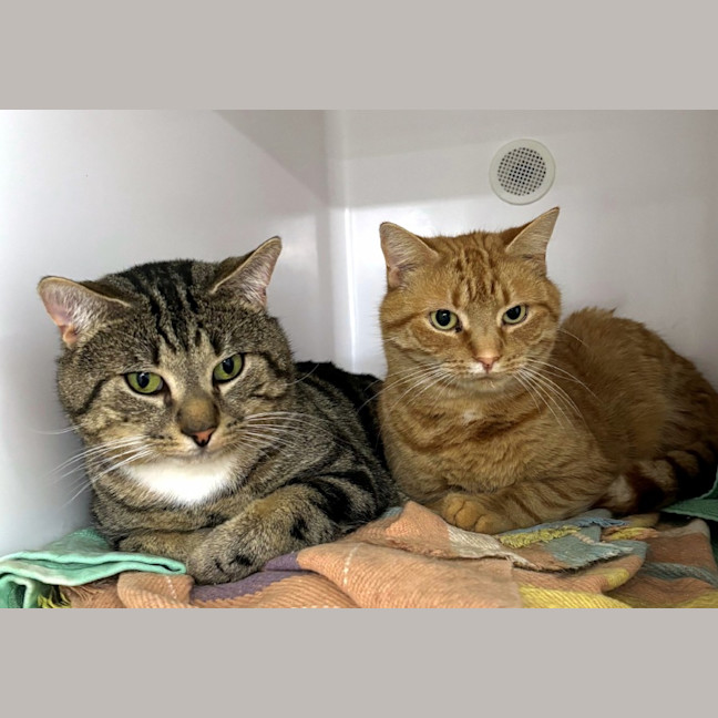 Photo of Phoenix & Kitten