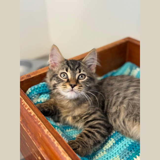 Photo of Rat In The Hat