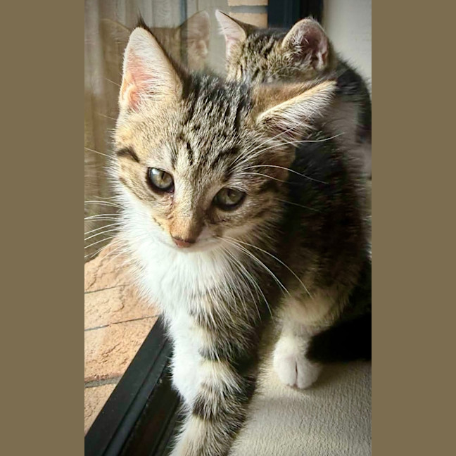 Photo of Eevee