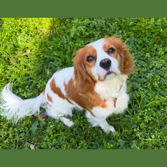 Photo of Bonnie