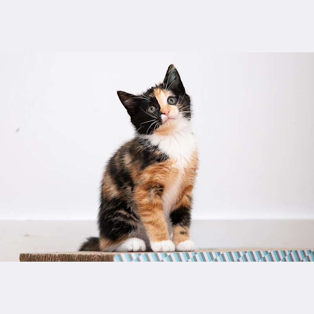 Photo of Nugget