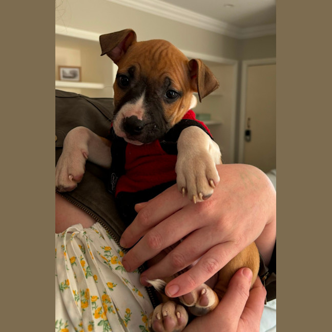 Photo of Jasper   10 Week Old Staffy X (Trial)