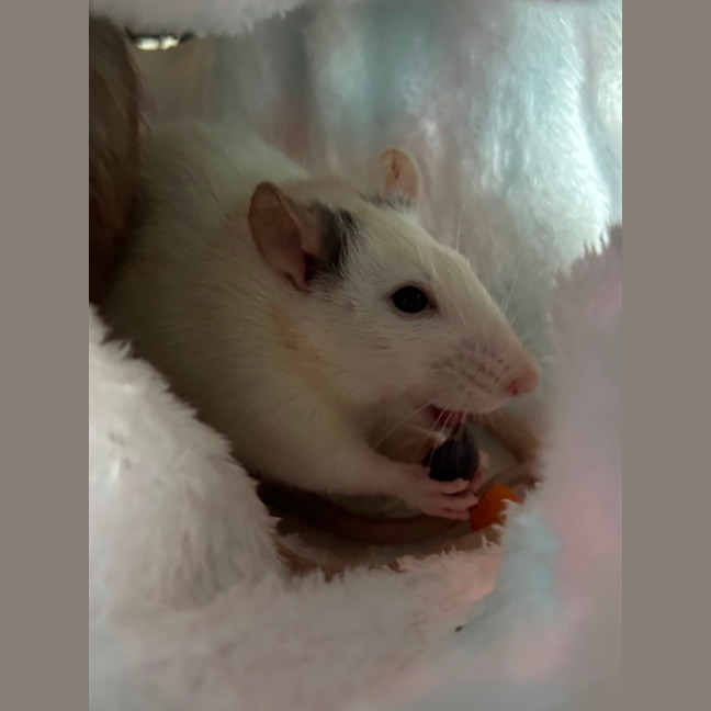 Photo of Biscuit & Cookie