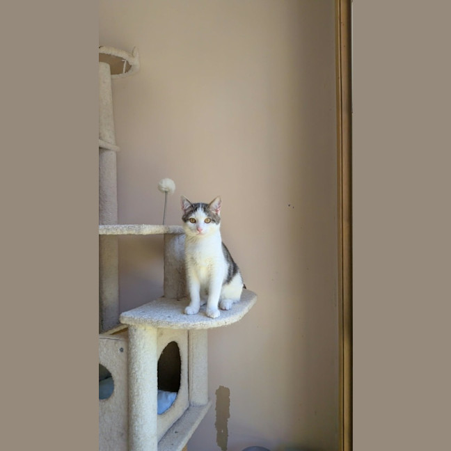 Photo of Sparky