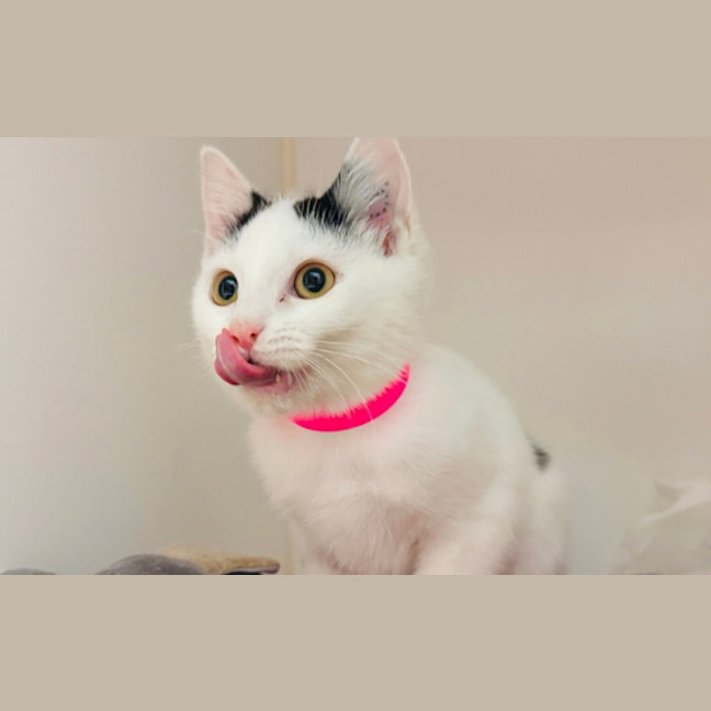Photo of Yuki