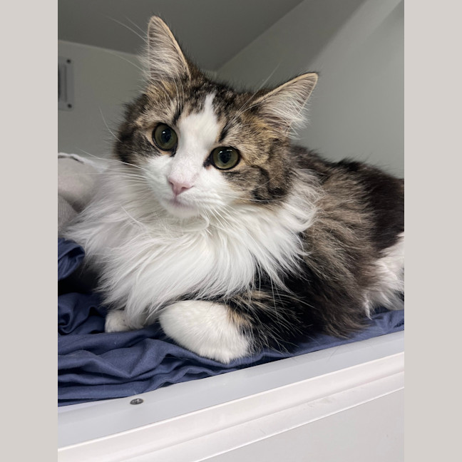Photo of Muffin