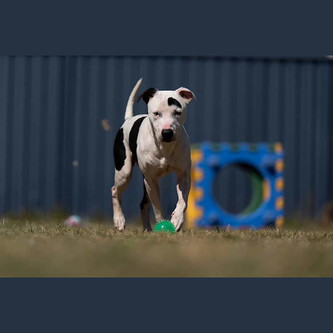 Photo of Felix