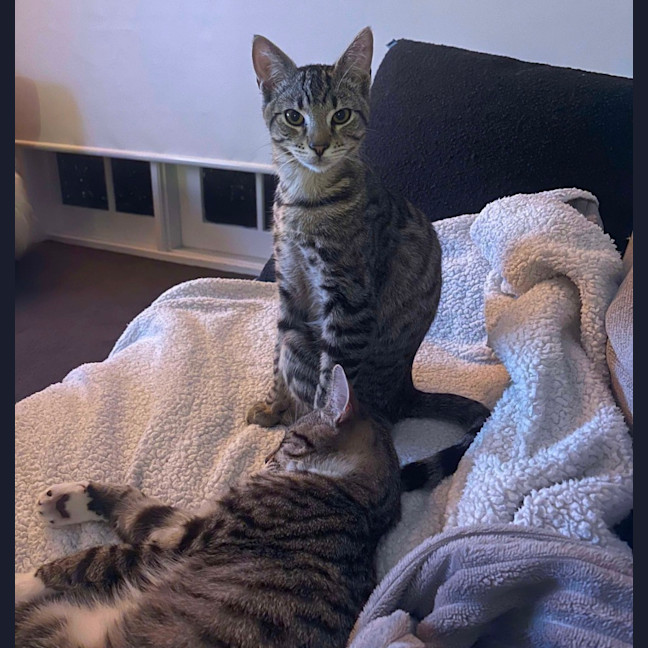 Photo of Narnia & Tumnus 