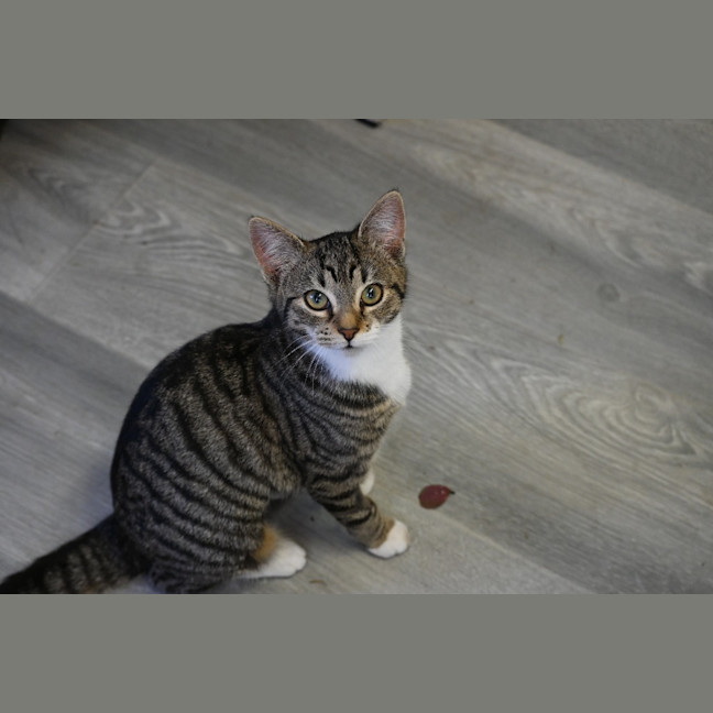 Photo of Indie