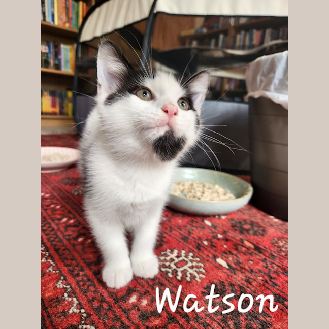 Photo of Watson