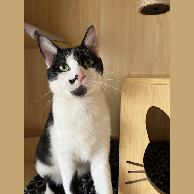 Photo of Clarke   Available At Pet Quarters Morisset