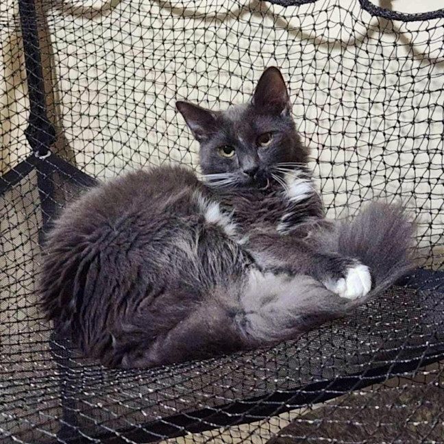 Photo of 11515   Link