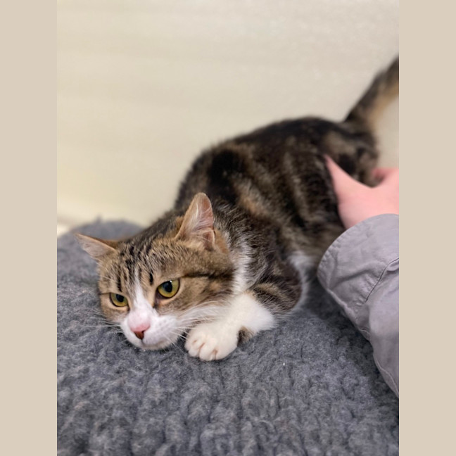 Photo of 🧸 Gemma 5509 🧸