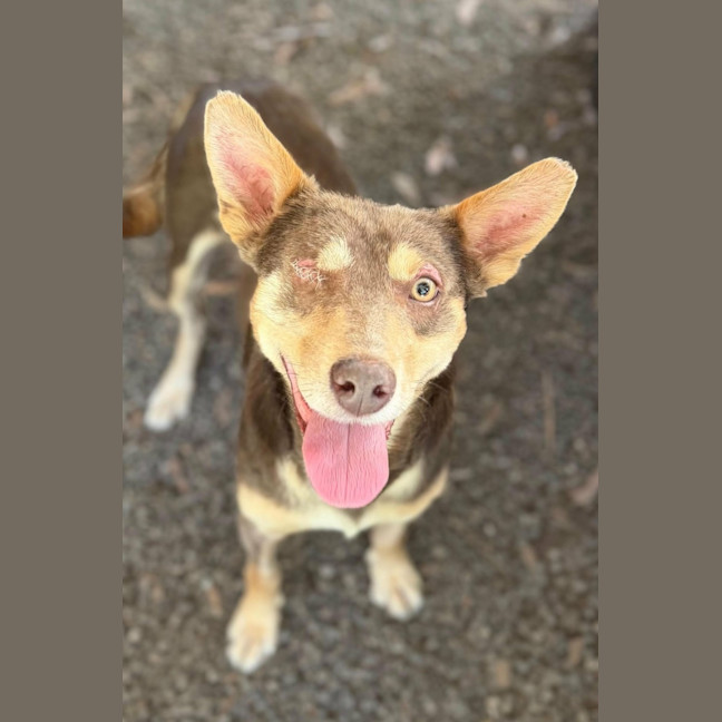 Photo of Romeo