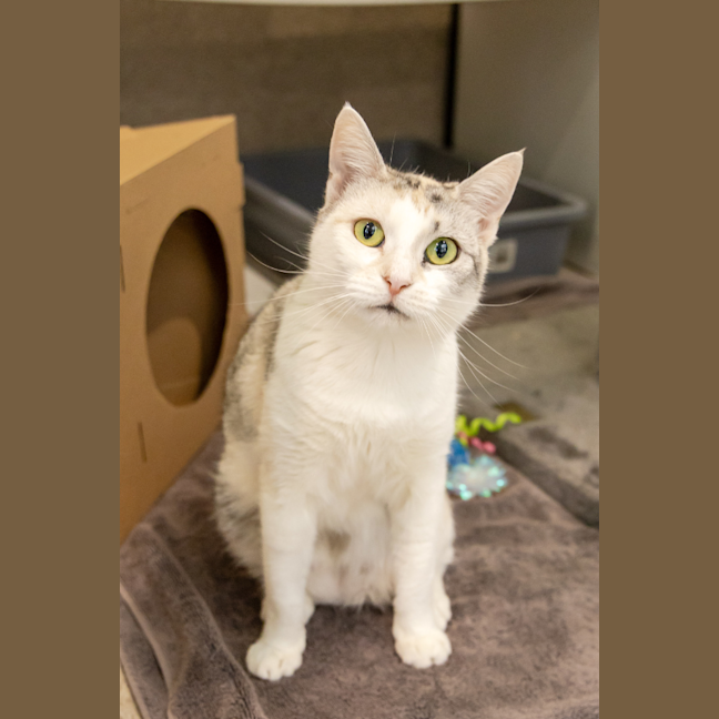Photo of Taco