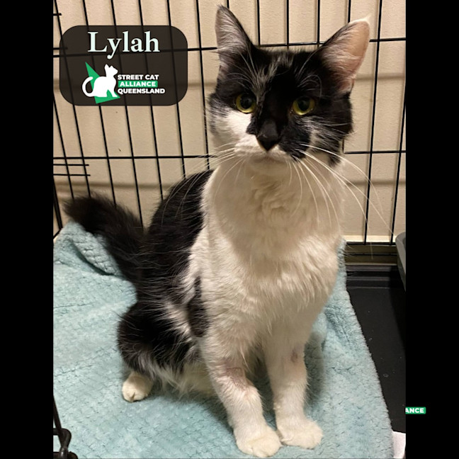 Photo of Lylah
