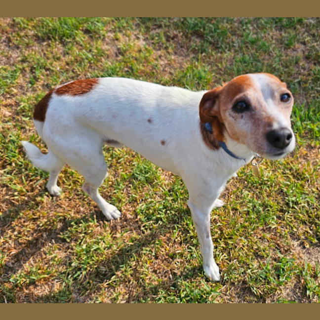 Photo of Abbott & Costello