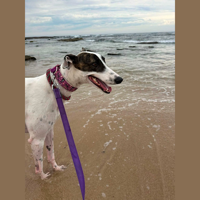 Photo of Dixie, The Greyhound