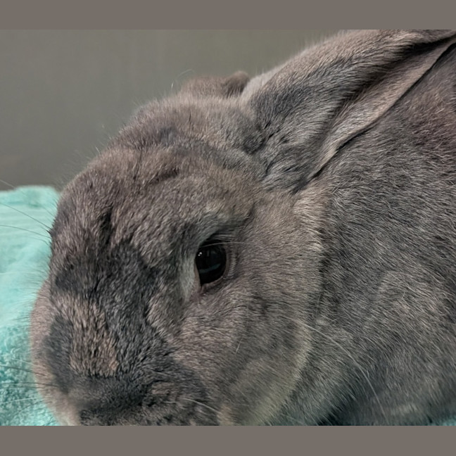 Photo of Charcoal