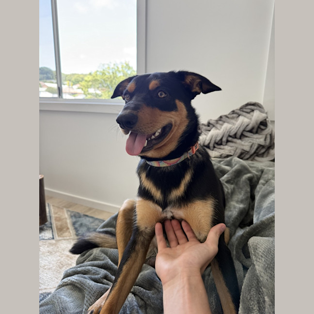 Photo of Rasem   10 Month Old Kelpie