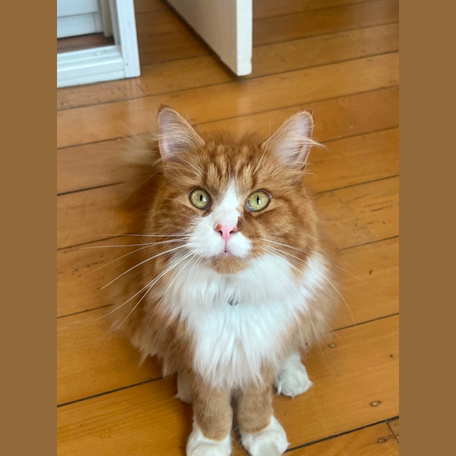 Photo of 🦁 Leo 🦁 