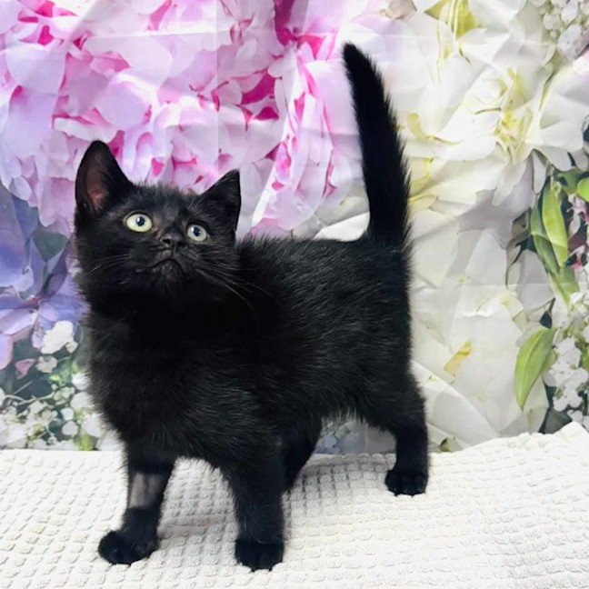 Photo of Wednesday   Located In Ashburton