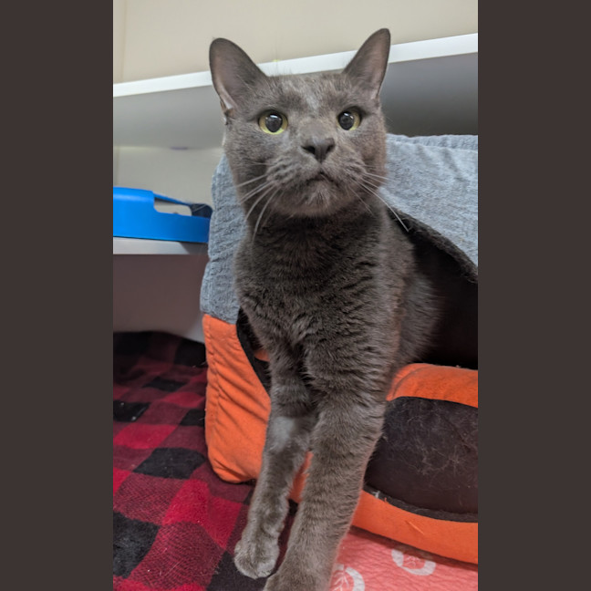 Photo of Kuro