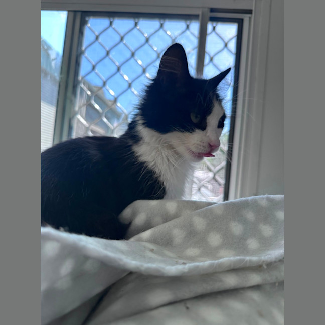 Photo of Bobbit
