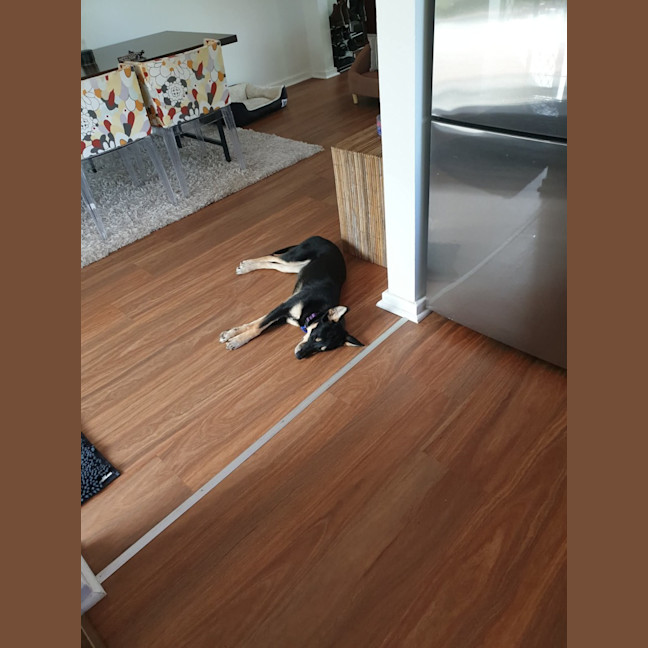 Photo of Ally   6 Month Old Kelpie X