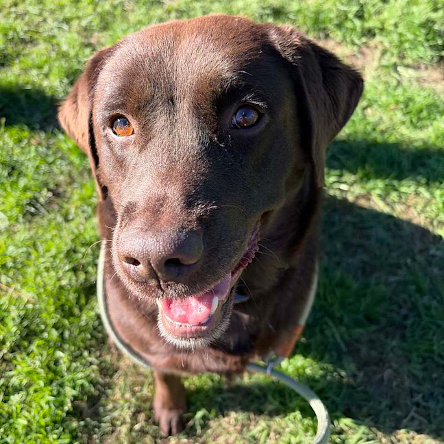 Photo of Luna