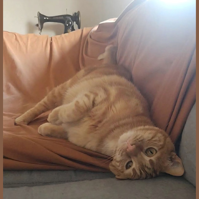 Photo of Toffee