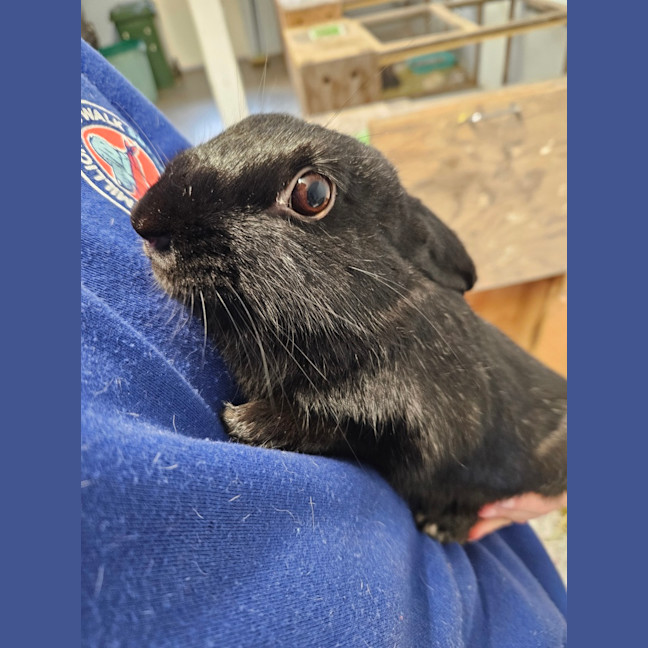 Photo of Peanut 