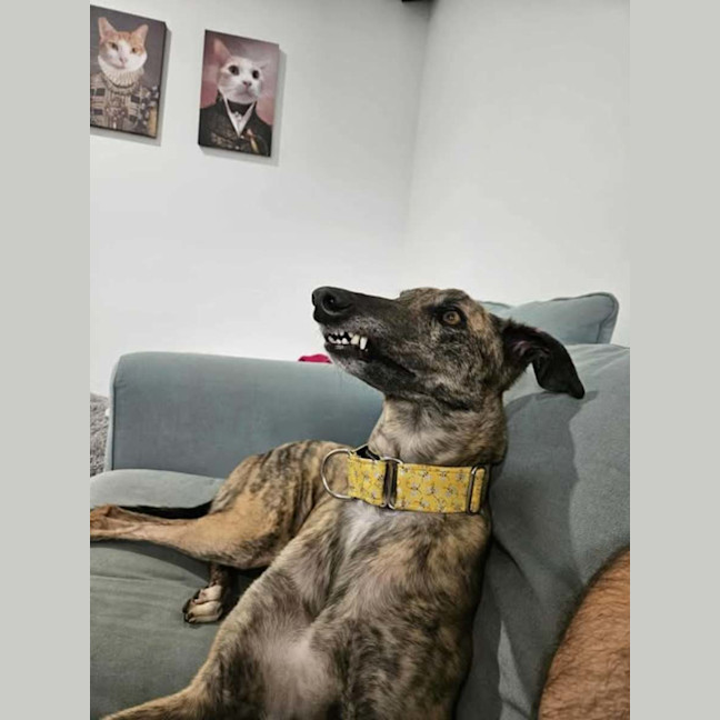 Photo of Mary, The Greyhound