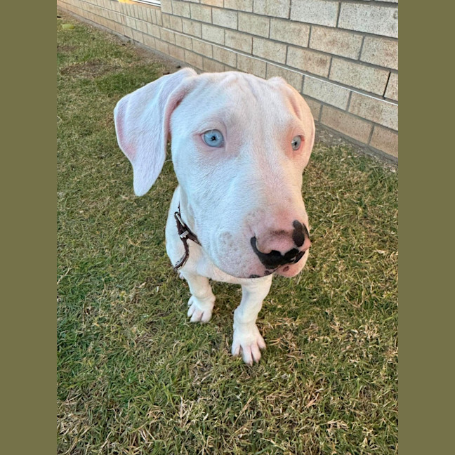 Photo of Domino