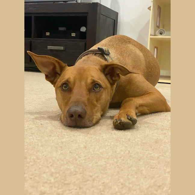 Photo of Skipper   3 Year Old Kelpie X (Trial)