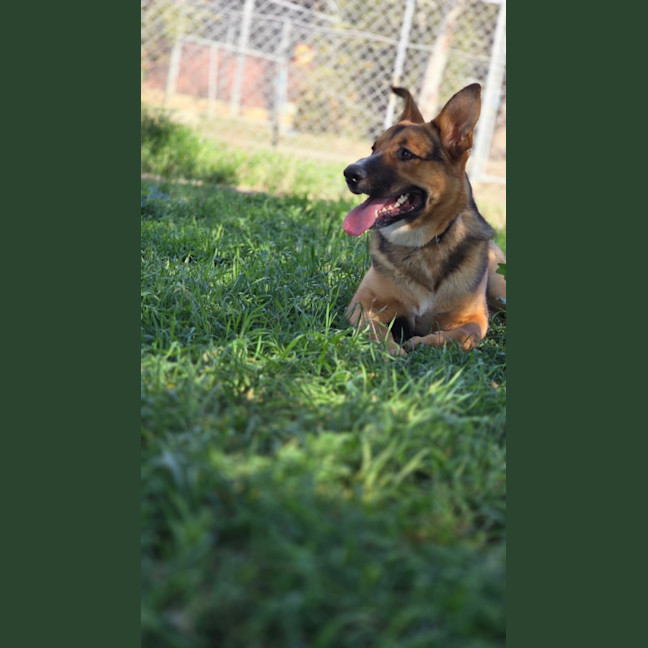 Photo of Cosmo